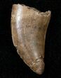 Tyrannosaur Tooth - Two Medicine Formation #14756-1